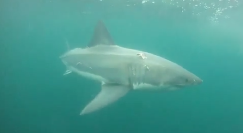 Fishing in Ocean City MD Daily Angle Great White Shark Off of Ocean 