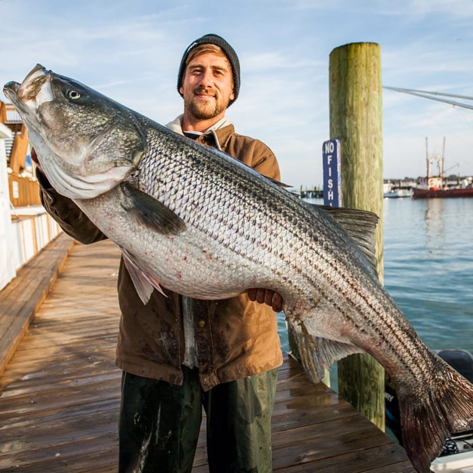 Stripers, Rockfish, Call ’em What You Want…..They’re Huge