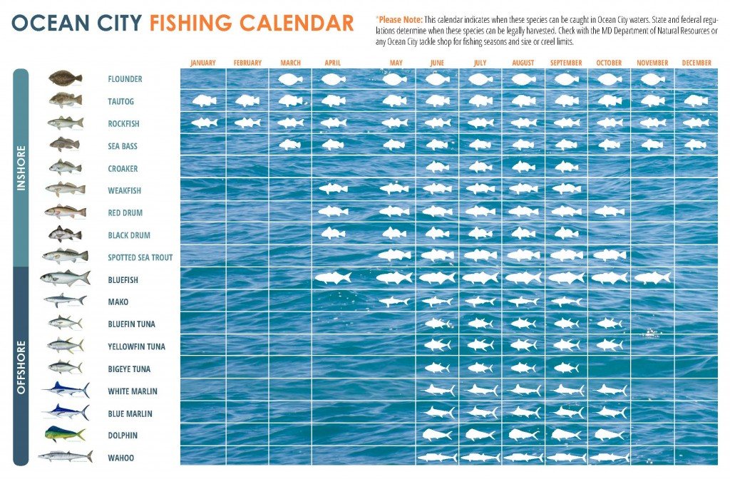 What Fish To Catch & When to Catch them In OCean City MD
