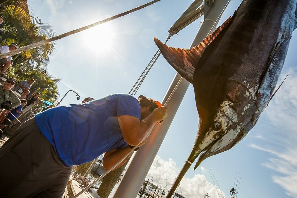 Yet Another Blue Marlin for Day 3 of The MidAtlantic Tournament