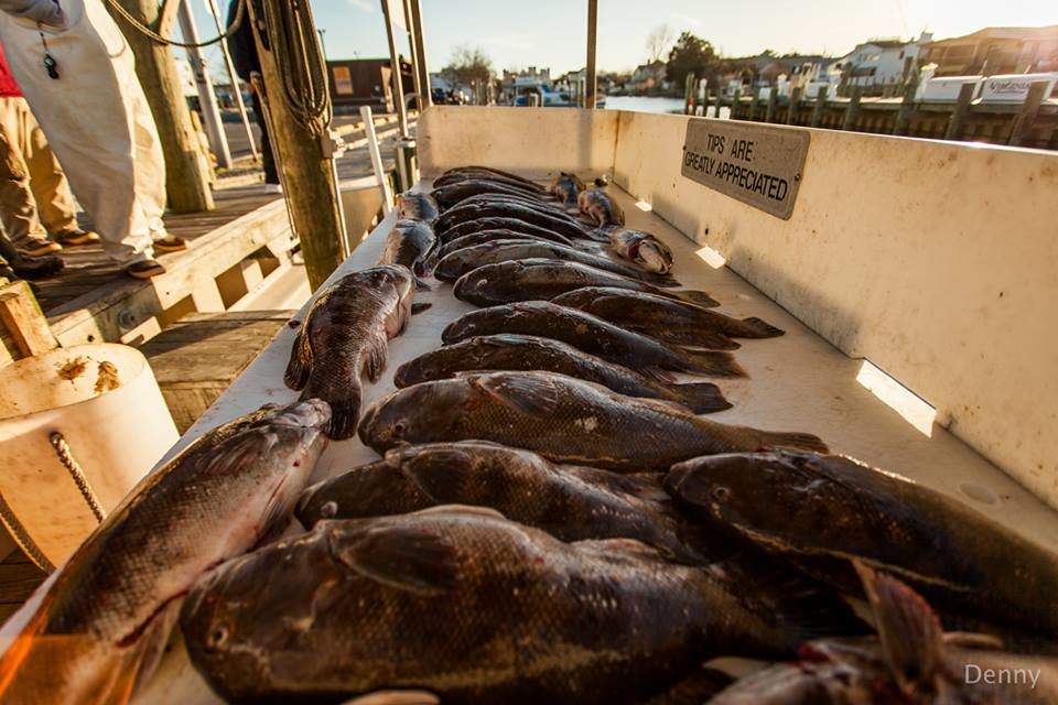 Table Full of Tautog