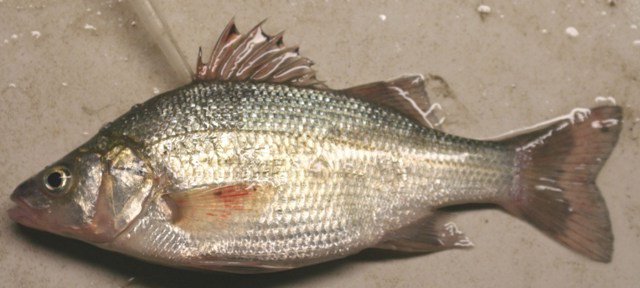The White Perch Capital of the World