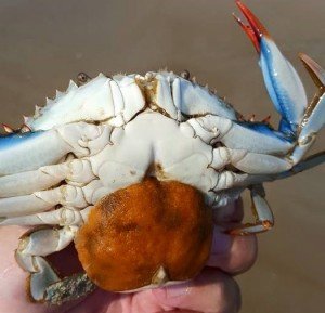 sponge-crab