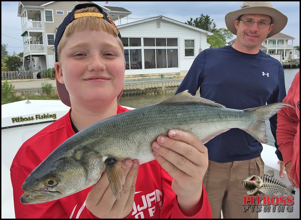 world record bluefish