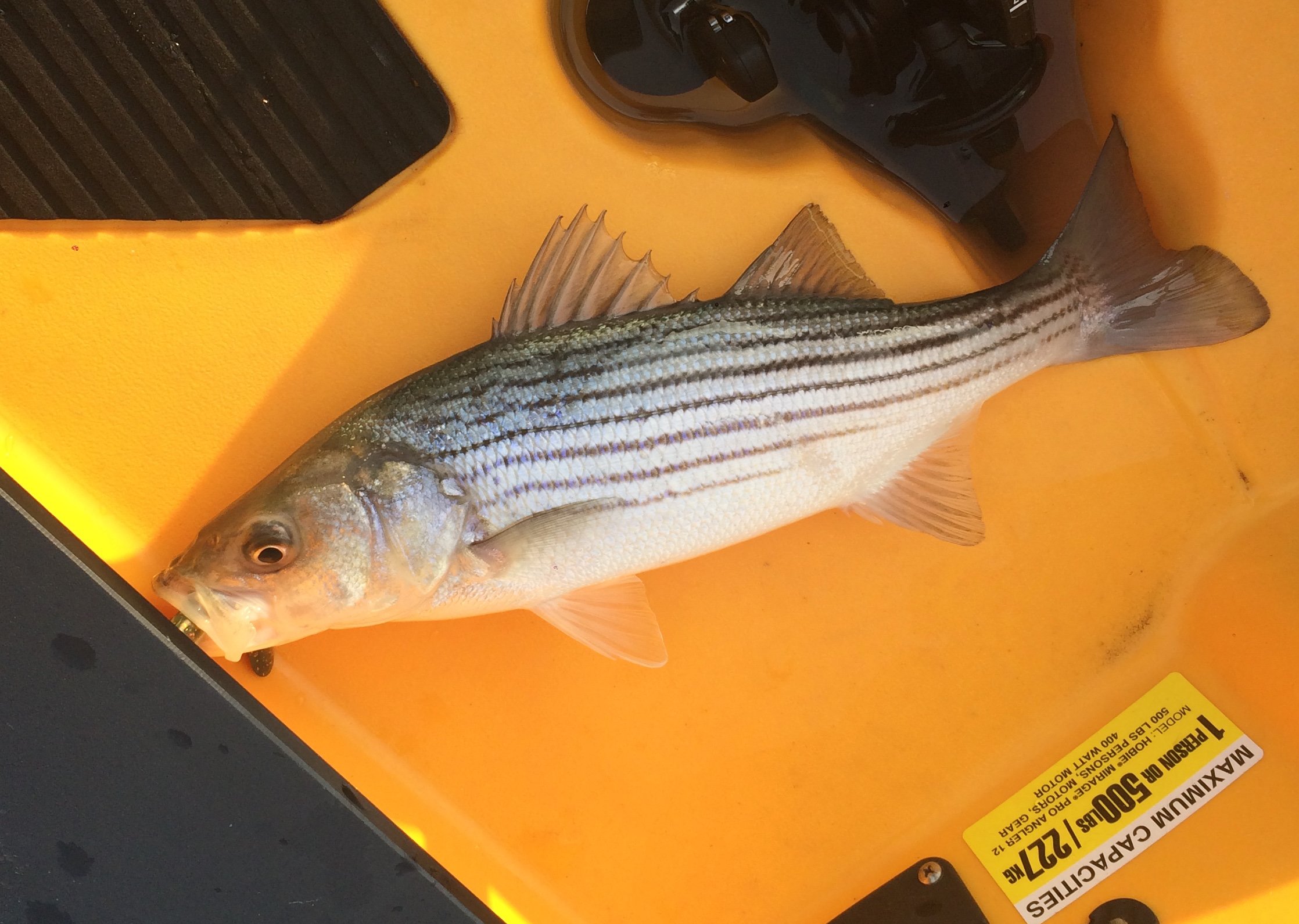 OC Rockfish in February…..and some other stuff