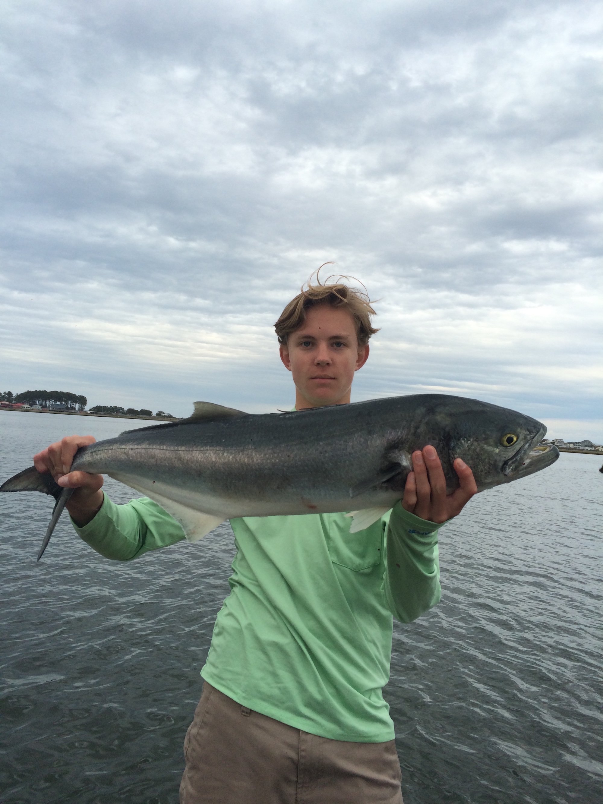 Big Bluefish, Chesapeake Rock and Drum in the Surf