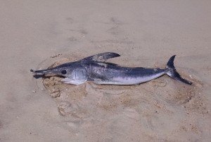 swordfish swims beaches assateague away island then live followed juvenile florida museum natural history beach