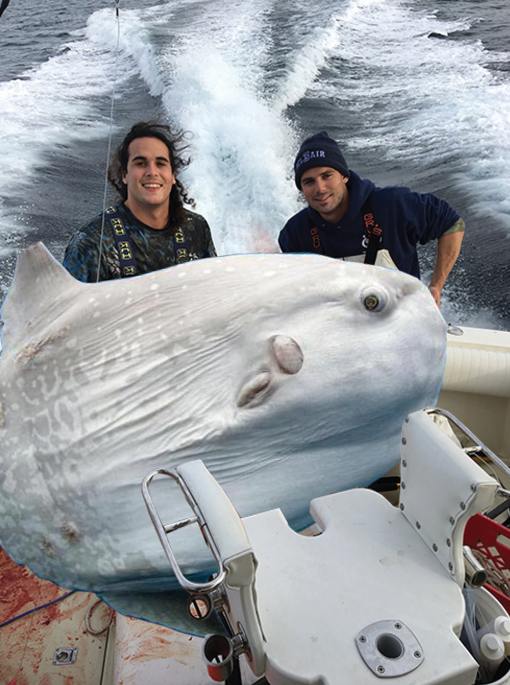 Primary Search Lands 669 Pound Ocean Sunfish