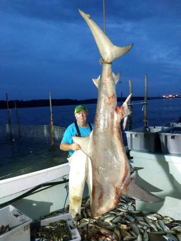 Huge Bull Shark Caught in the Chesapeake Bay Ocean City MD Fishing