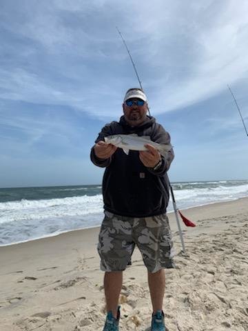 More Black Drum in the Surf - Ocean City MD Fishing