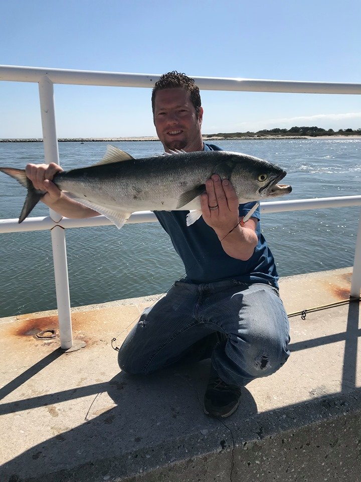 Bluefish in the Inlet - Ocean City MD Fishing
