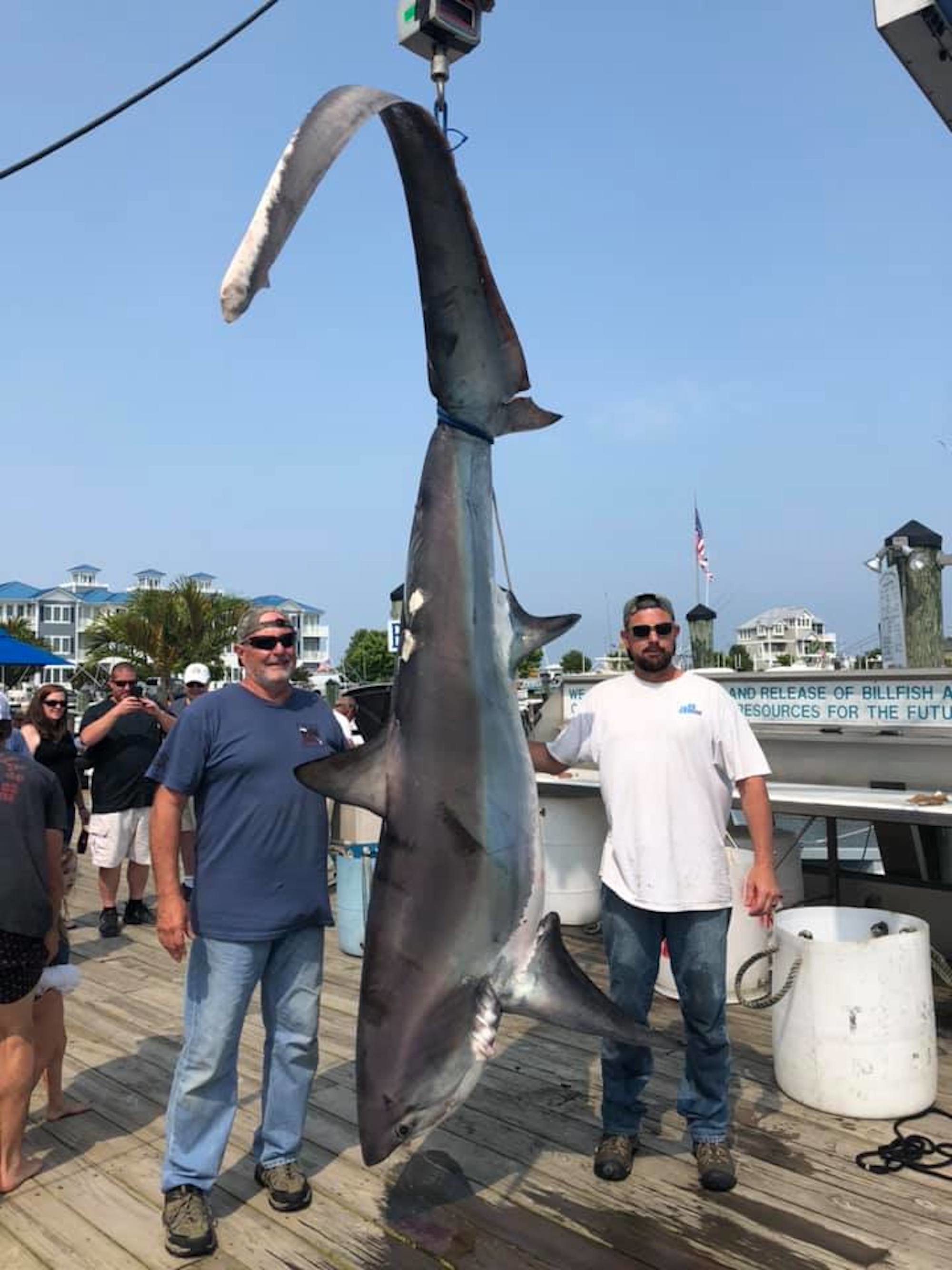 Big 553 Pound Thresher Shark
