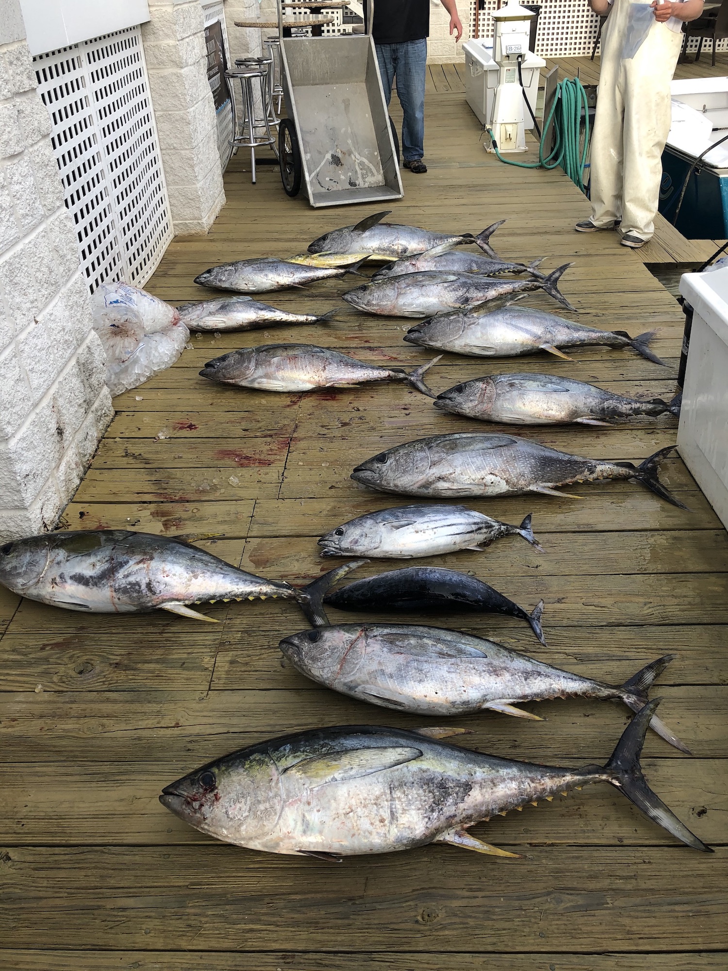 Yellowfin Tuna in May