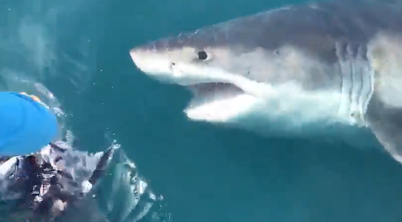 Great White Shark Spotted Boat Side Off of Ocean City, MD