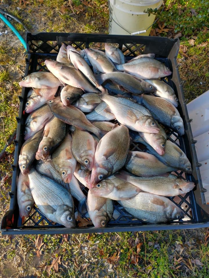 The White Perch Are Back - Ocean City MD Fishing