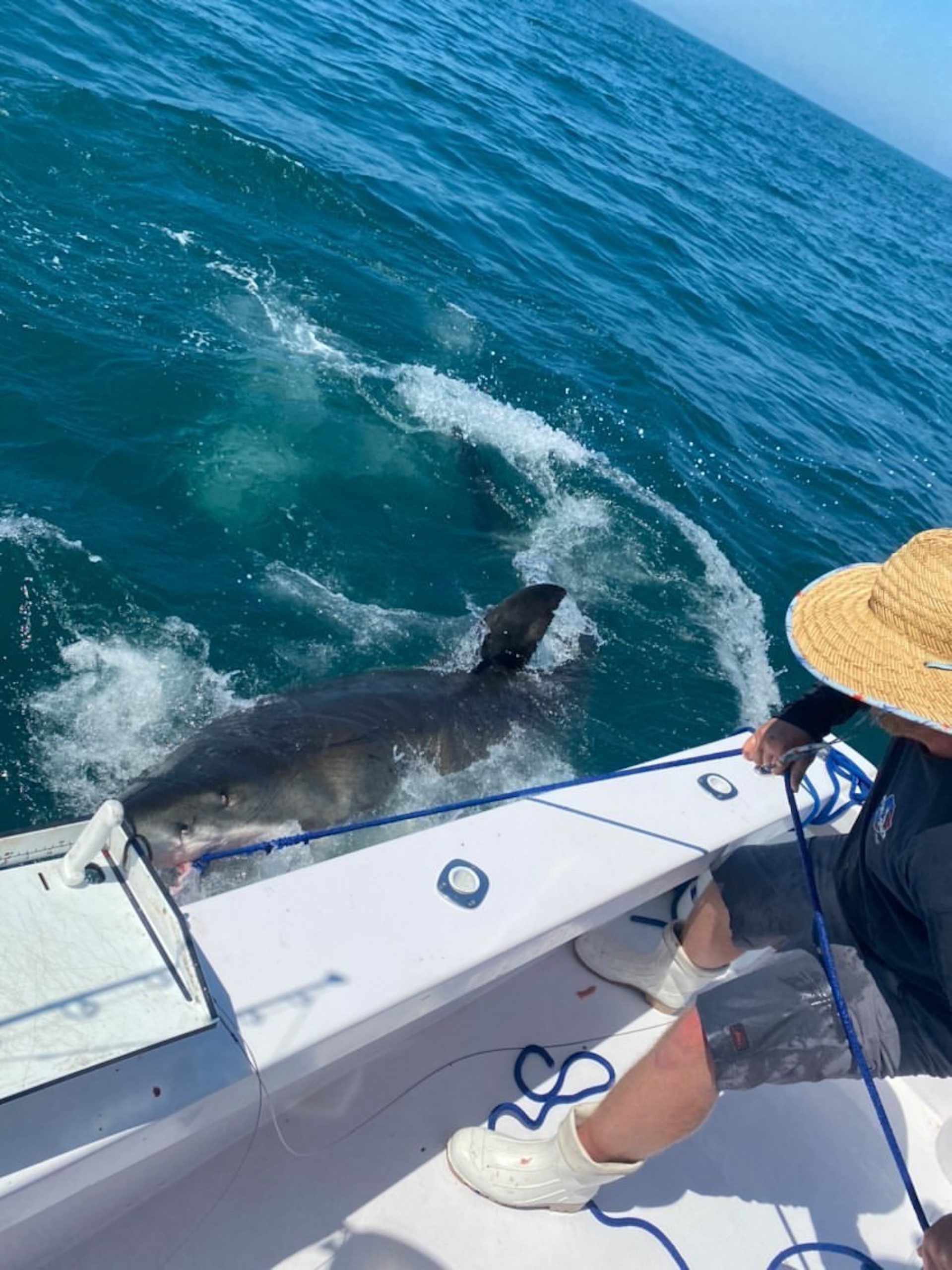 12 Foot Great White Shark Encounter Off of Ocean City, Maryland on Board Miller Time