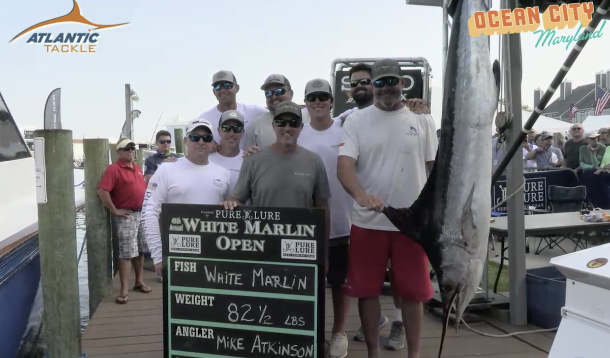 White Marlin Open Day 1 Sees 559.5 Lb Blue Marlin and White Marlin Currently Worth $4.9 Million