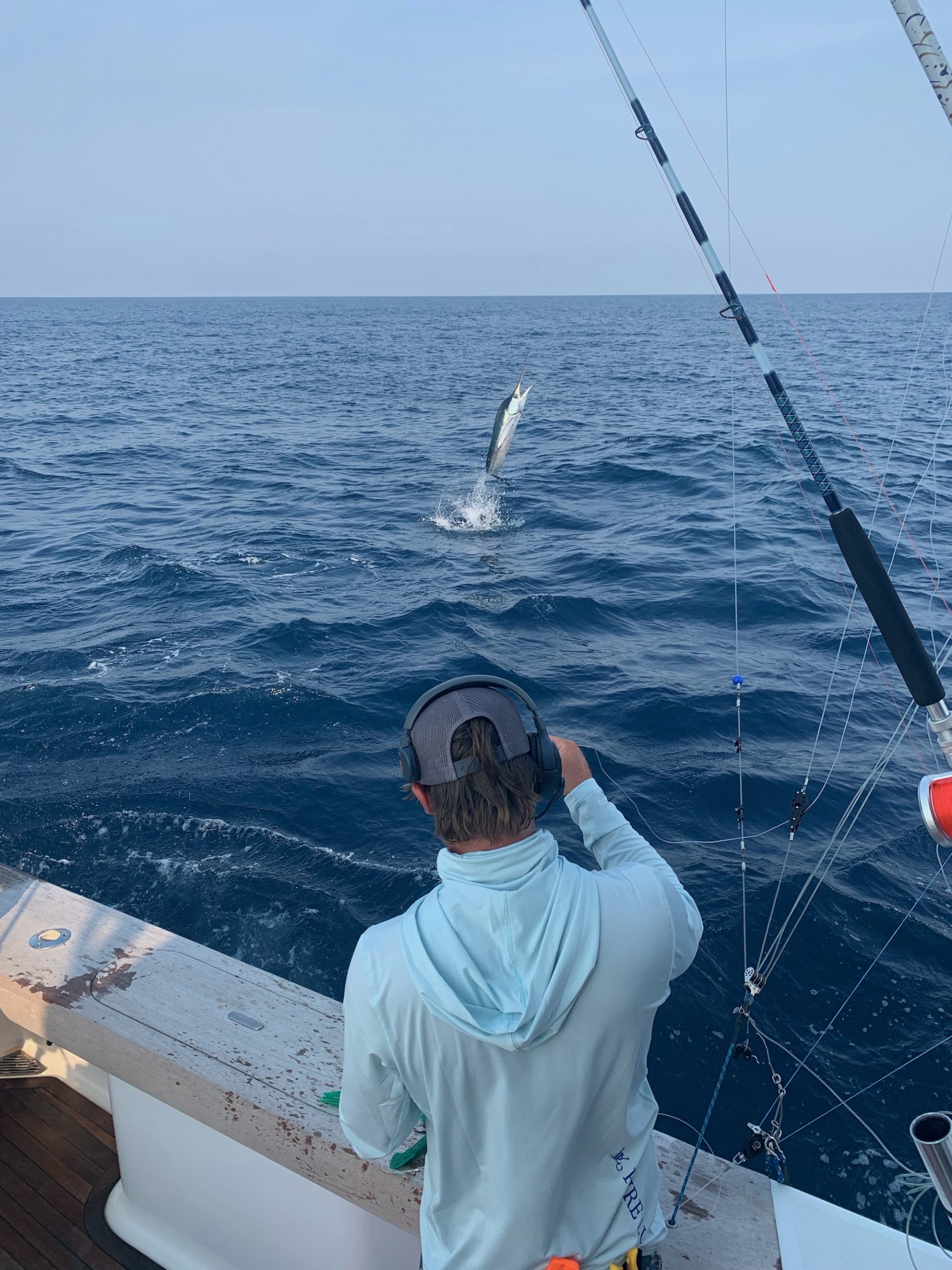 White Marlin and Sailfish With a Pure Lure - Ocean City MD Fishing