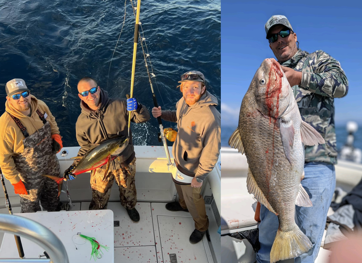 First Yellowfin Tuna of the Season and A 50 Pound Black Drum on A Deadly Tackle Tog Jig