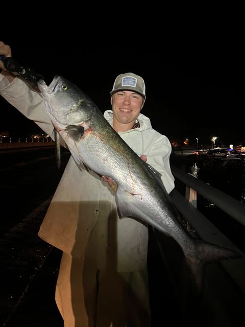 Island Bluefish - On The Water