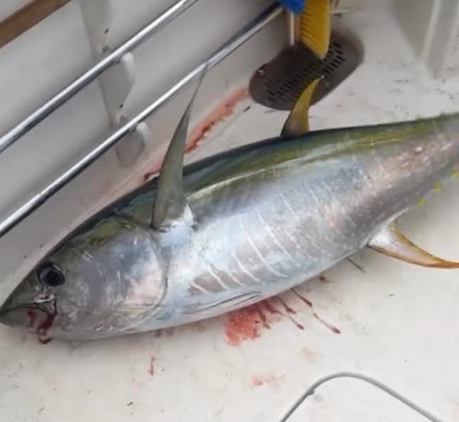 First Yellowfin Tuna of the Ocean City Season