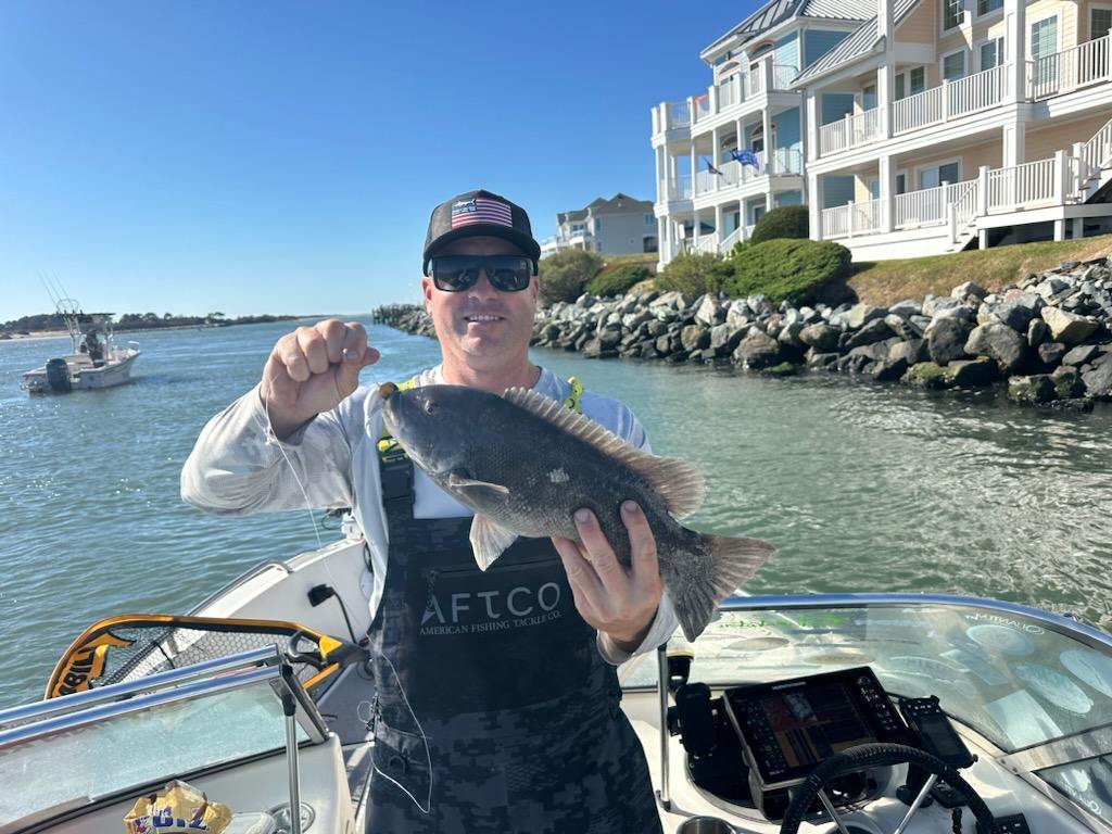 Awesome Tautog Bite in the Bay