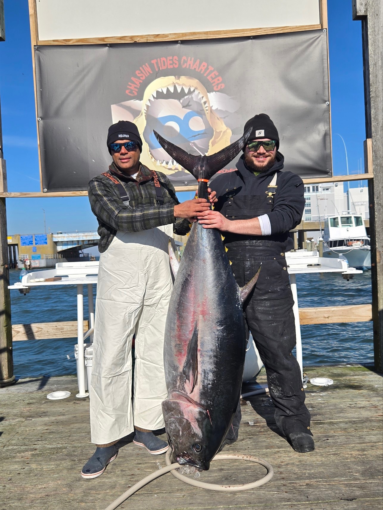 Big Bluefins Are Still Snapping