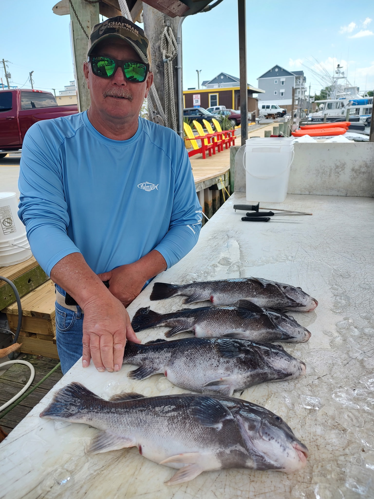 Tautog, Bluefish and Shad