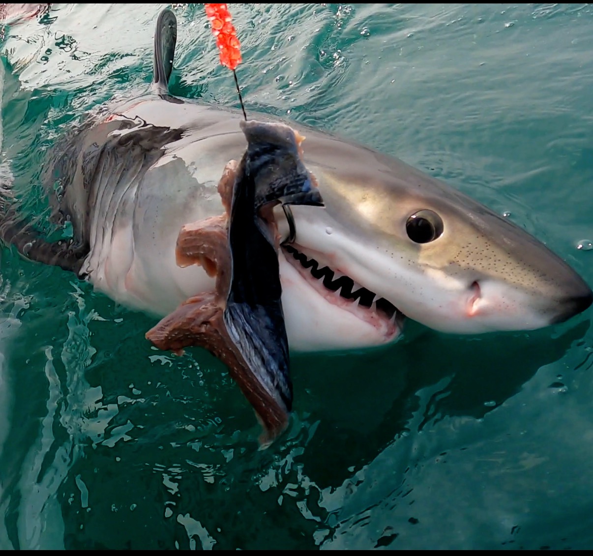 Tuna, Sea Bass and A Great White Shark