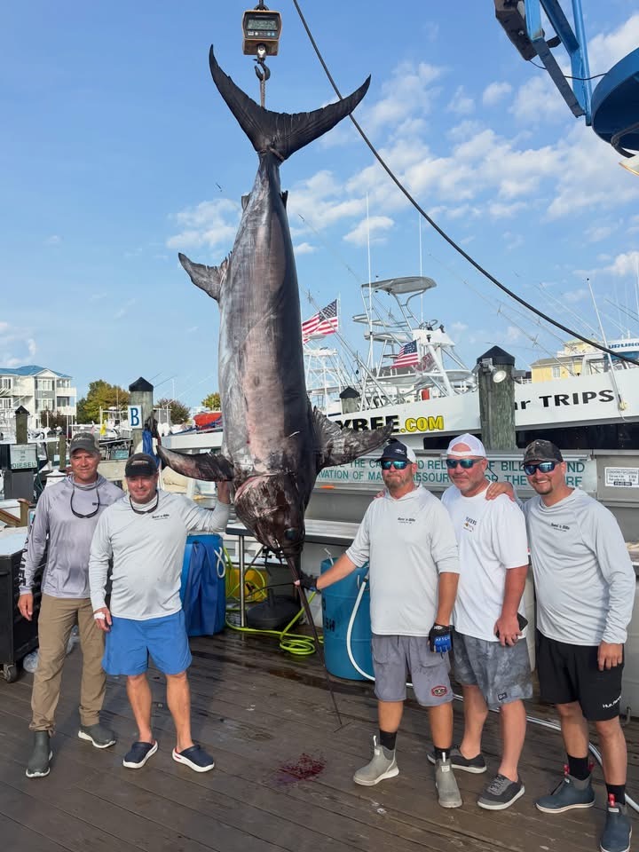Big Black Drum and A 519 Pound Swordfish