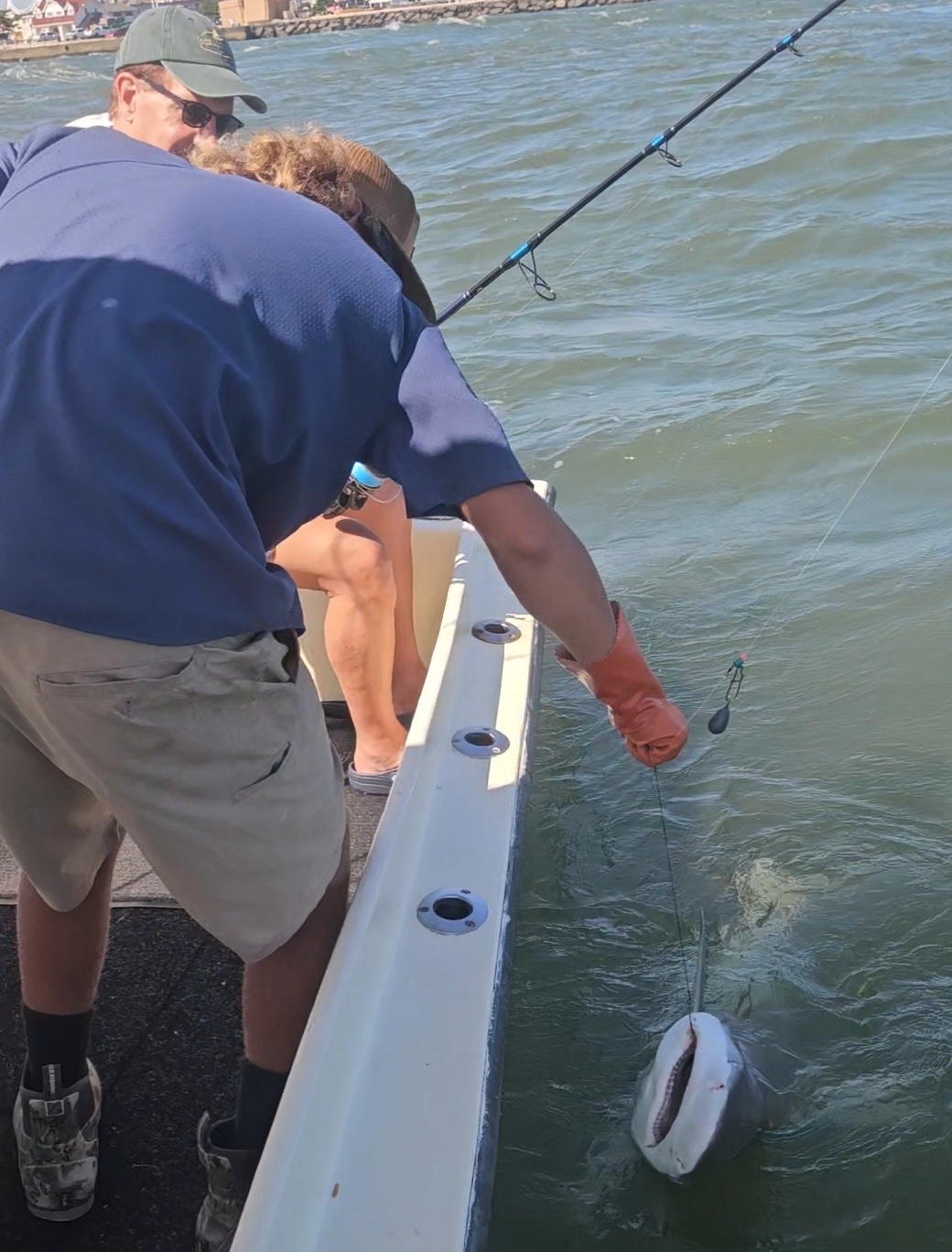 Sharks at the Jetty